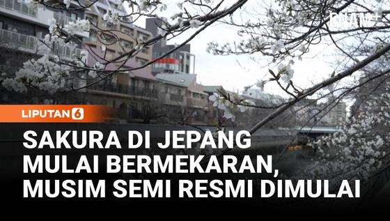 Bunga Sakura Resmi Mekar di Tokyo, Tanda Musim Semi Dimulai!