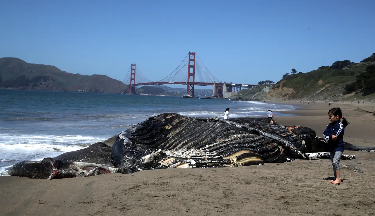 Seorang anak melihat Paus Humpback remaja yang mati di Pantai Baker di San Francisco, California (21/4/2020). Para ilmuwan dengan Pusat Mamalia Laut melakukan necropsy parsial pada Paus Bungkuk Humpback remaja yang membusuk di dekat Jembatan Golden Gate. (Justin Sullivan/Getty Images/AFP)