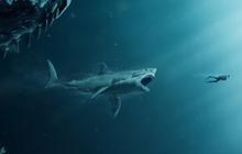 Selama Ini Jadi Perdebatan Ilmuwan, Ukuran Hiu Purba Megalodon Ternyata Bisa Setara Lapangan Basket