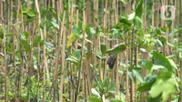 Sebanyak seribu pohon mangrove yang ditanam pada hari ini di pesisir Jakarta Utara untuk mencegah terjadi gelombang tinggi  dan sekaligus memperingati hari Mangrove Sedunia yang jatuh pada tanggal 26 Juli 2023.(merdeka.com/imam buhori)