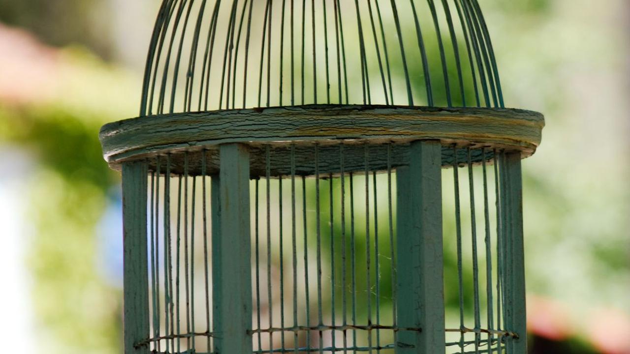 <b>Cara Merawat Burung Kutilang</b>