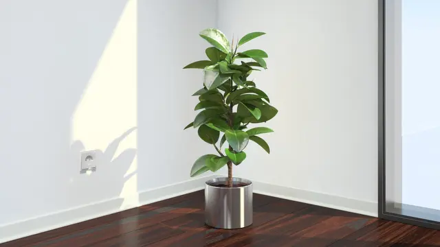Ficus. Foto: vizpark