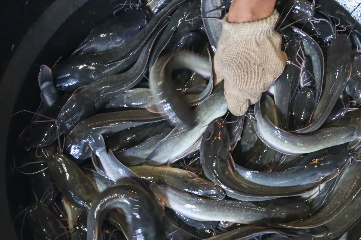 Ragam Olahan Ikan Lele yang Lezat dan Bergizi Jadi Ide Bisnis Rumahan