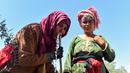 Setengah lainnya sebagian besar bergantung pada sumur yang dibangun oleh asosiasi agraria lokal yang secara resmi bekerja di bawah kementerian pertanian. (FETHI BELAID / AFP)