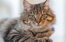 Rahasia Umur Panjang Kucing Kesayangan, Ini Tips dan Trik Agar Si Meow Hidup Hingga 20 Tahun