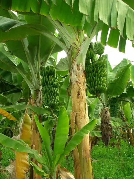 3 Manfaat Gedebog Pisang Bagi Tubuh Yang Dijual Mahal Di Amerika Serikat Health Fimela Com