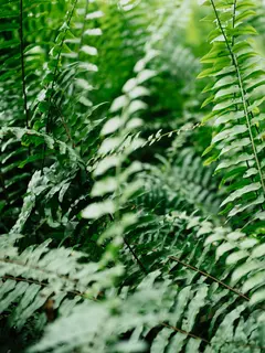 Pakis lemon button. (dok. Foto CHUTTERSNAP/Unsplash)