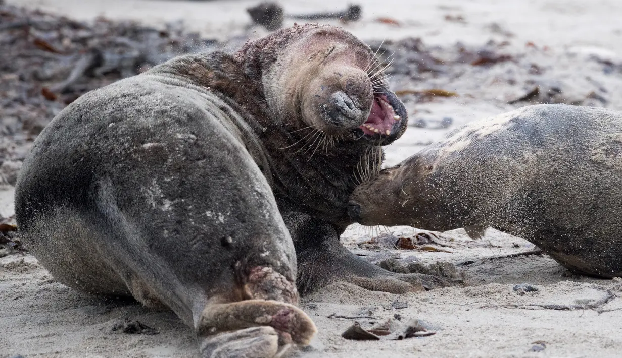 Pertarungan sengit anjing laut abu-abu jantan di utara Pulau Helgoland, Jerman, (14/12). Pulau Helgoland menjadi tempat bagi ratusan anjing laut abu-abu untuk melahirkan. (AFP Photo/John MacDougall)