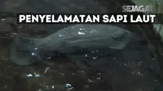 Manatee ini diketahui keluar dari jangkauan. Namun, berhasil diselamatkan sebelum suhu udara terlalu dingin.