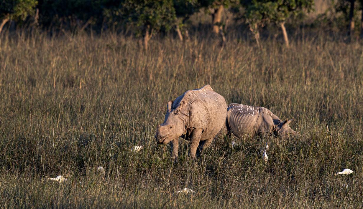 Seekor badak bercula merumput di suaka margasatwa Pobitora, pinggiran Gauhati, India, Selasa (10/11/2020). Suaka yang terkenal dengan populasi badak bercula satu di India tersebut dibuka kembali untuk wisatawan setelah ditutup selama lebih dari 6 bulan akibat pandemi corona. (AP Photo/Anupam Nath)