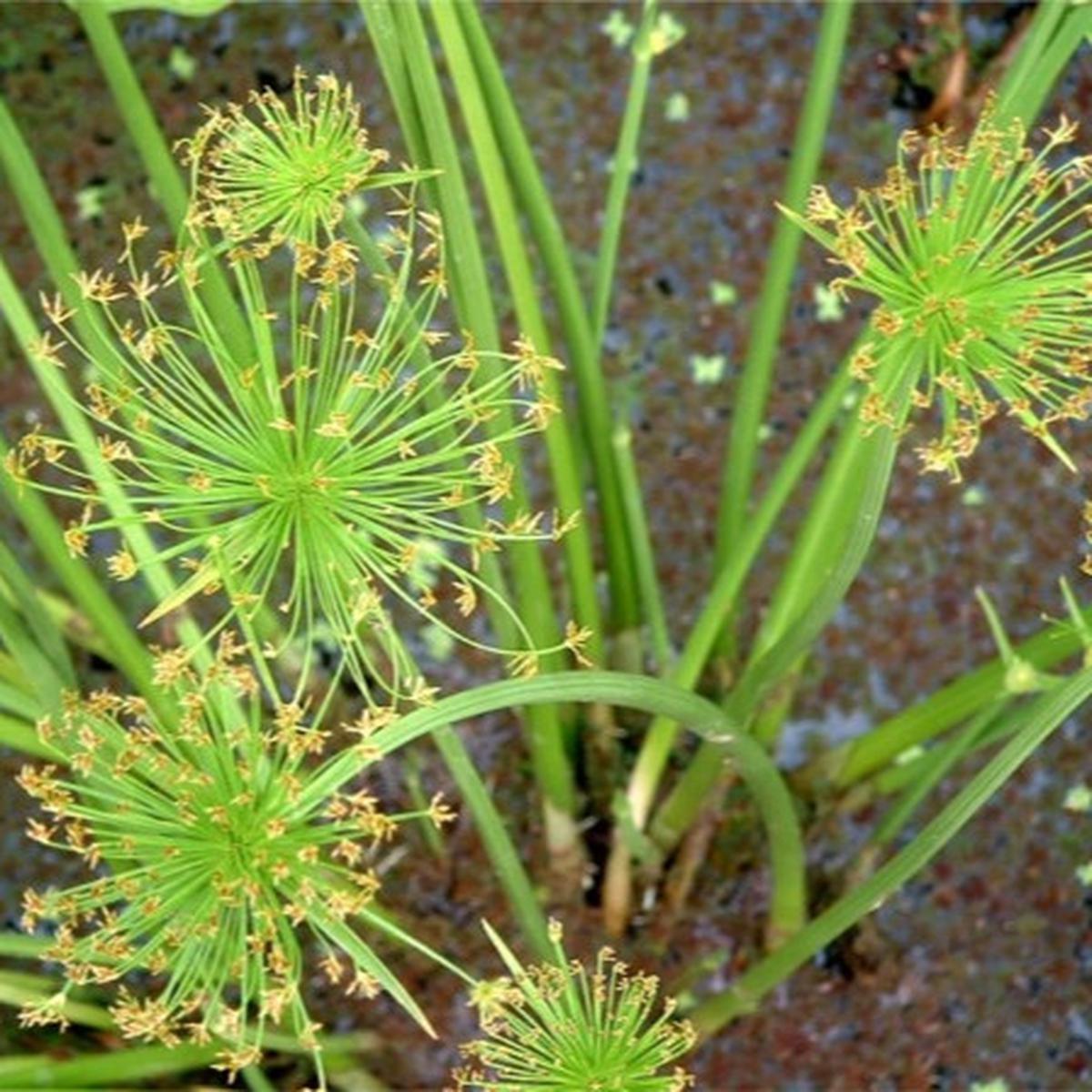 Tanaman Kolam
