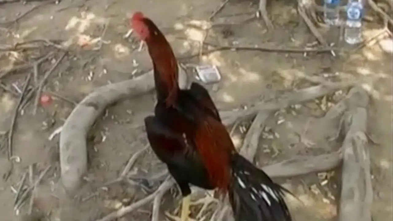 Segmen 3: Grebek Judi Sabung Ayam hingga Korban Pembunuhan