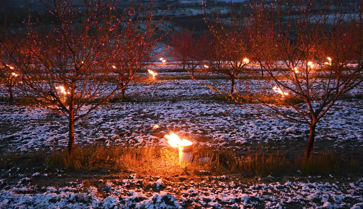 Lilin antiembun beku menyala untuk melindungi pohon dari embun beku di sebuah kebun karena suhu diperkirakan akan turun di bawah nol derajat celcius dalam beberapa hari ke depan di Westhoffen, Prancis, 6 April 2021. (Frederick FLORIN/AFP)