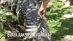 Seekor buaya raksasa sepanjang 4,5 meter ditangkap petani beramai-ramai.