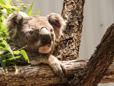 Koala terlihat di tempat penampungan sementara di Kebun Binatang Taronga, Sydney (17/12/2019). Puluhan koala berhasil diselamatkan dari jalur kebakaran hutan hebat di dekat Sydney, Australia. Para penyelamat menyebut ahabitat mereka sebagian besar sudah habis dilalap api. (AFP/Taronga Zoo)