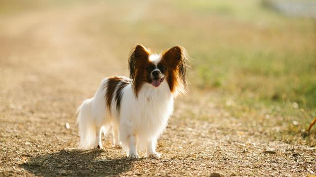 Papillon