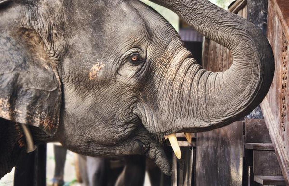 Atraksi Gajah Tunggang Resmi Dilarang di Seluruh Wilayah Indonesia