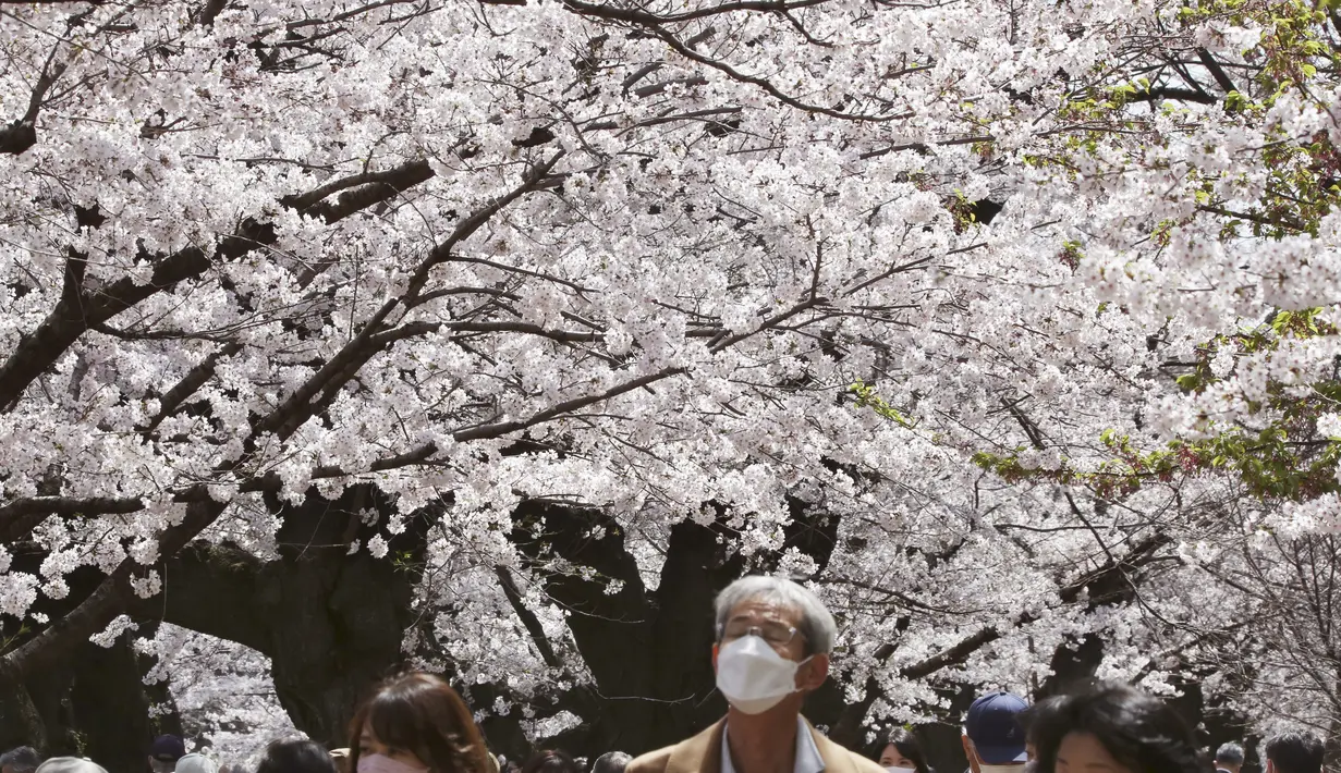 Orang-orang yang memakai masker berjalan-jalan di bawah bunga sakura yang mekar penuh di Taman Chidorigafuchi di Tokyo, Jepang, Senin (28/3/2022). (AP Photo/Koji Sasahara)