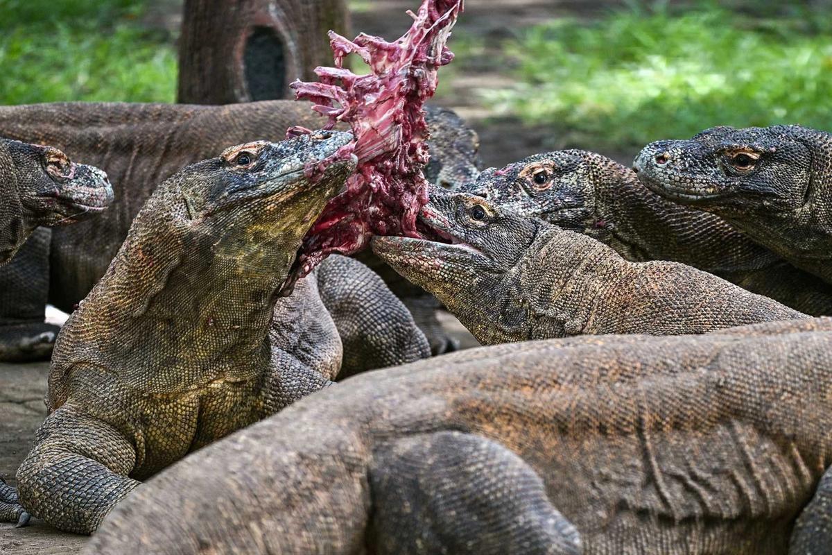 FOTO: KBS Pinjamkan Komodo Selama 5 Tahun untuk Program Konservasi Jepang