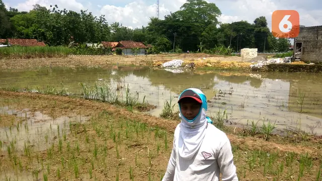 Petani di Blora menunggu kepastian pupuk subsidi turun secara keseluruhan (Liputan6.com/Ahmad Adirin)