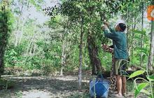 Cara Merebus Daun Gaharu untuk Darah Tinggi dan Obat Kanker, Ternyata Punya Kandungan Alkaloid Antibakteri