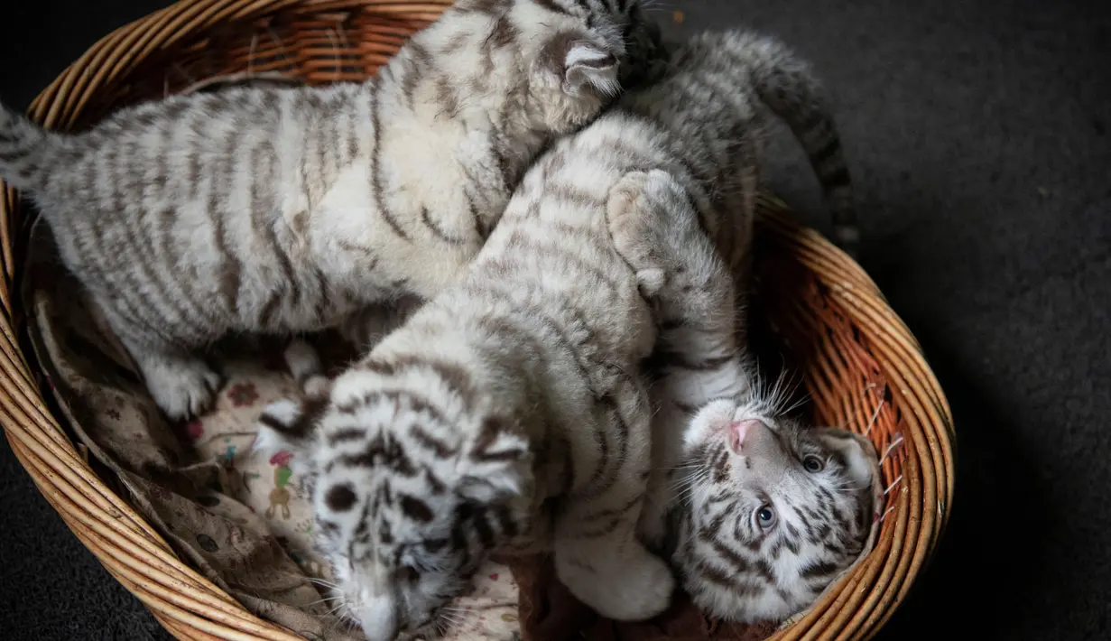 Tiga bayi kembar harimau benggala putih yang baru lahir di Yunnan Wildlife Zoo, China, 12 Oktober 2018.  Saat diperkenalkan ke publik, tiga anak harimau putih yang lahir 3 bulan lalu itu melakukan tingkah laku yang menggemaskan. (FRED DUFOUR / AFP)