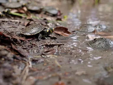 Kura-kura sungai berbintik kuning (podocnemis unifilis) dilepasliarkan di Sungai Iguapo-Acu, Beruri, Negara Bagian Amazonas, Brasil, pada tanggal 7 Februari 2025. (Orlando Junior/AFP)