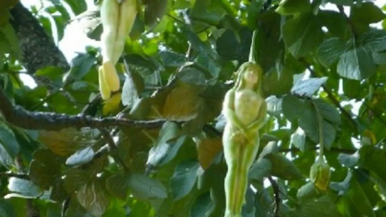 pohon aneh
