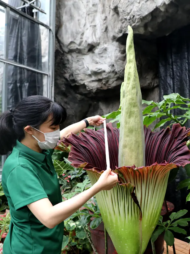 Bunga bangkai di Taman Nasional China. (Xinhua)