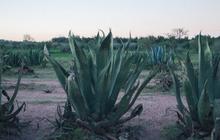 Manfaat Kesehatan dari Agave atau Lidah Naga