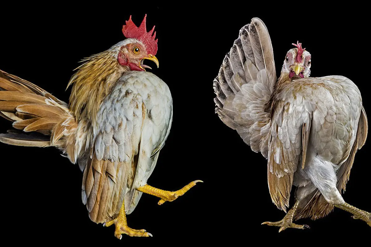Ernest Goh Cock 0314 2