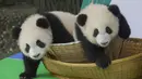 Foto pada 29 September 2020 ini menunjukkan anak-anak panda raksasa yang tampil perdana di Pusat Penangkaran dan Penelitian Panda Raksasa Chengdu di Provinsi Sichuan, China. Beberapa ekor anak panda raksasa tampil untuk pertama kalinya di depan publik pada Selasa (29/9). (Xinhua/Chen Juwei)