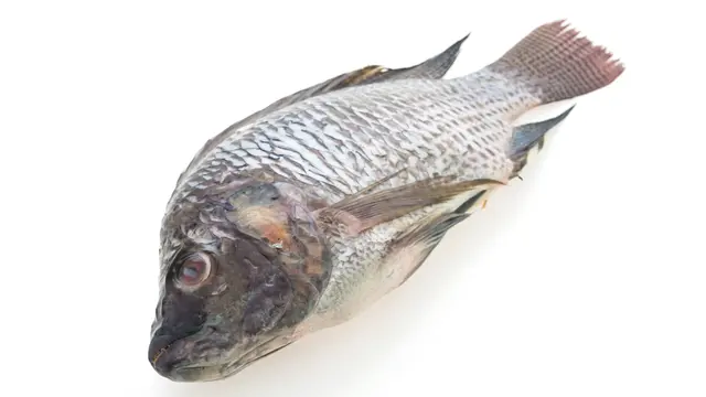 Ikan