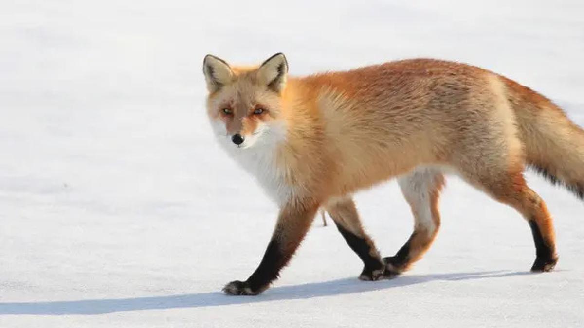 Waspada! Ini 4 Hewan Paling Banyak Menyebarkan Virus Rabies di Dunia