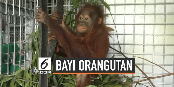VIDEO: Evakuasi Bayi Orangutan yang Dipelihara Warga Ketapang