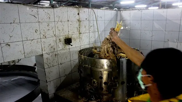 Ayam