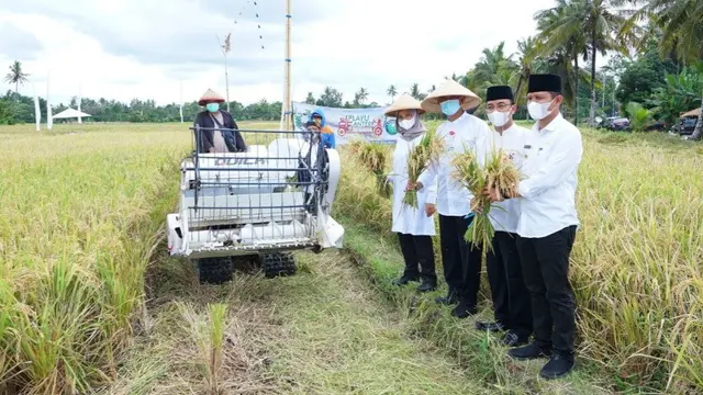 Bupati Banyuwangi Ipuk Fiestiandani (Tengah) meninjau panen padi di iwlayah Banyuwangi Selatan. (Istimewa)