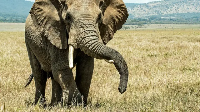 Elephant