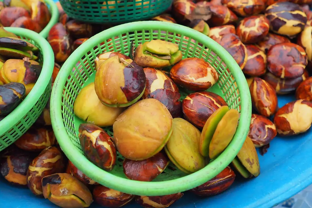 Jengkol