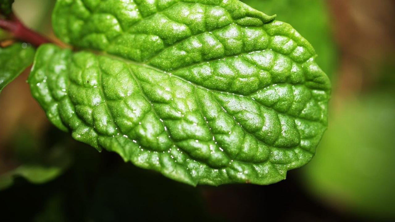 Manfaat Teh Spearmint
