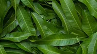 Daun-daun di Sekitar Rumah untuk Mencegah Kenaikan Gula Darah Bagi Penderita Diabetes