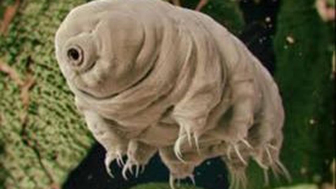 6. Tardigrades