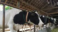 Daerah penghasil susu sapi berkualitas tinggi berada di Desa Penjor, Kecamatan Pagerwojo, Kabupaten Tulungagung, Jawa Timur. (Foto: Liputan6.com/Dian Kurniawan)