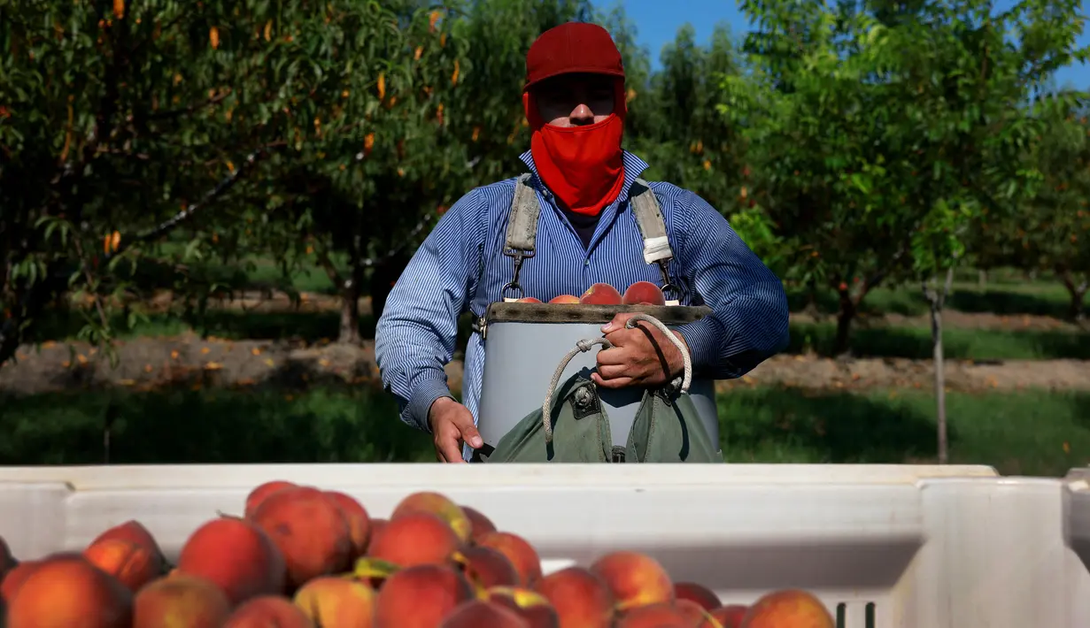 Musim Panen Terakhir Buah Persik di Foto