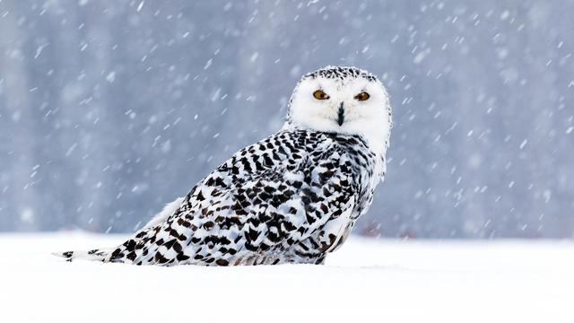 Owl