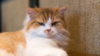 Ilustrasi kucing marah. (Shutterstock)