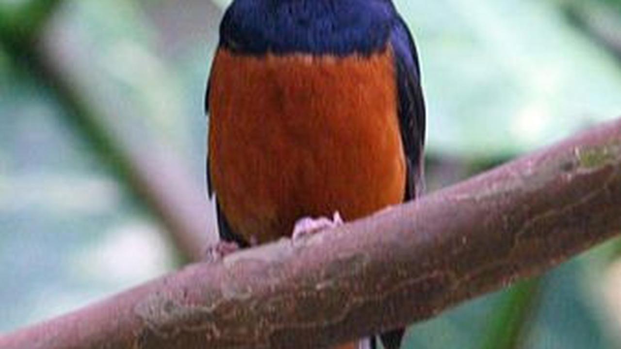 5. Burung Murai
