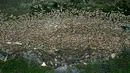 Gambar udara menunjukkan ikan mas mati mengambang di perairan waduk al-Qaraoun di Distrik Beqaa Barat, Lebanon pada 29 April 2021. Belum jelas penyebab kematian ikan di Danau Qaraoun, yang menurut beberapa nelayan setempat belum pernah terjadi sebelumnya dengan jumlah sebesar ini. (JOSEPH EID / AFP)