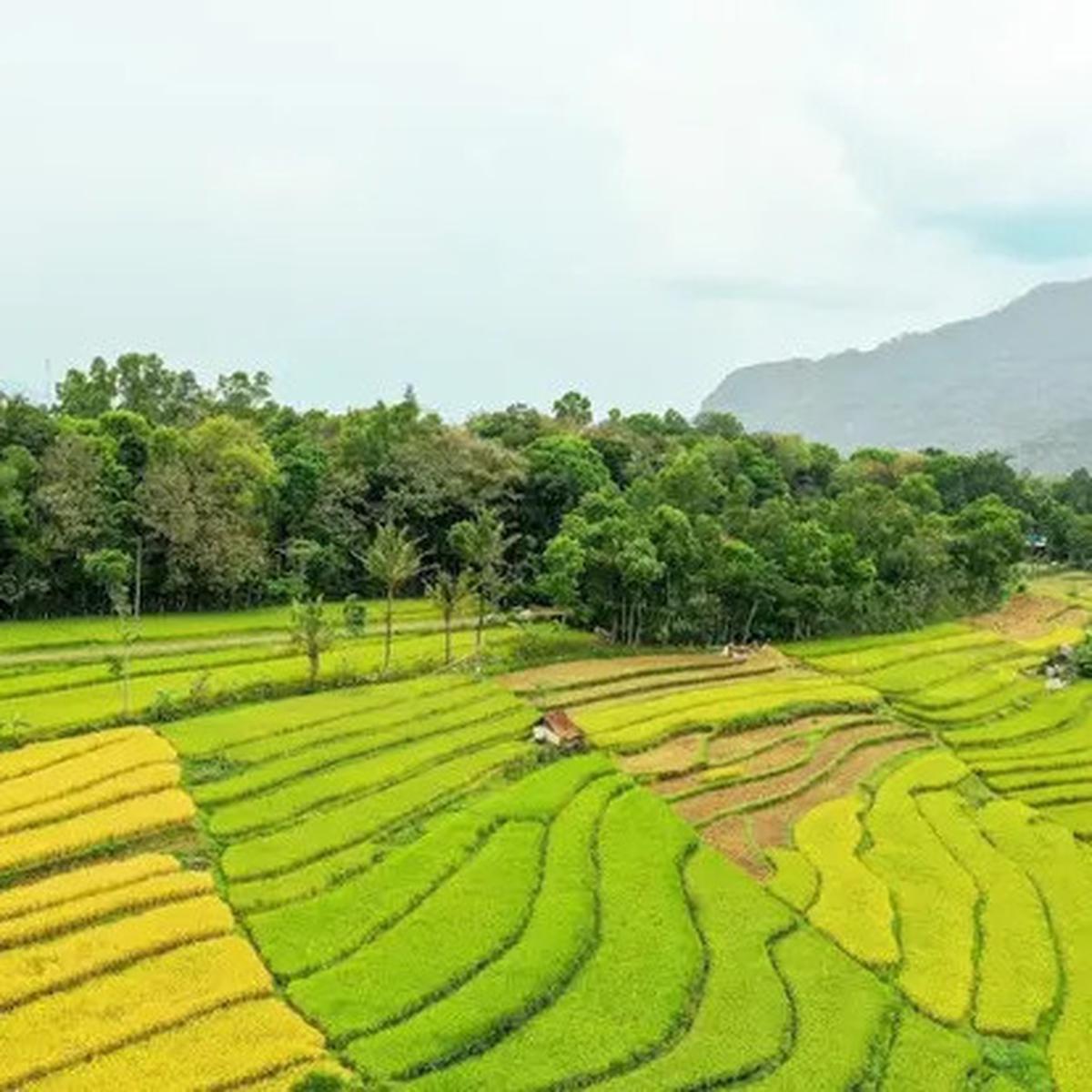 Petani Kini Bisa Panen 4 Kali Setahun, Ternyata Ini Rahasianya