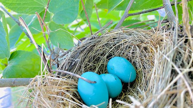 Ilustrasi telur burung